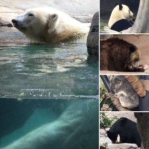 Bears at the Zoo